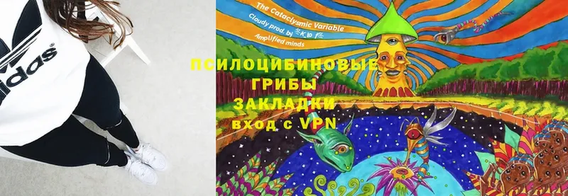 Псилоцибиновые грибы Cubensis  даркнет состав  Татарск 